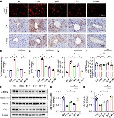 Co-Treatment With Resveratrol and FGF1 Protects Against Acute Liver Toxicity After Doxorubicin Treatment via the AMPK/NRF2 Pathway